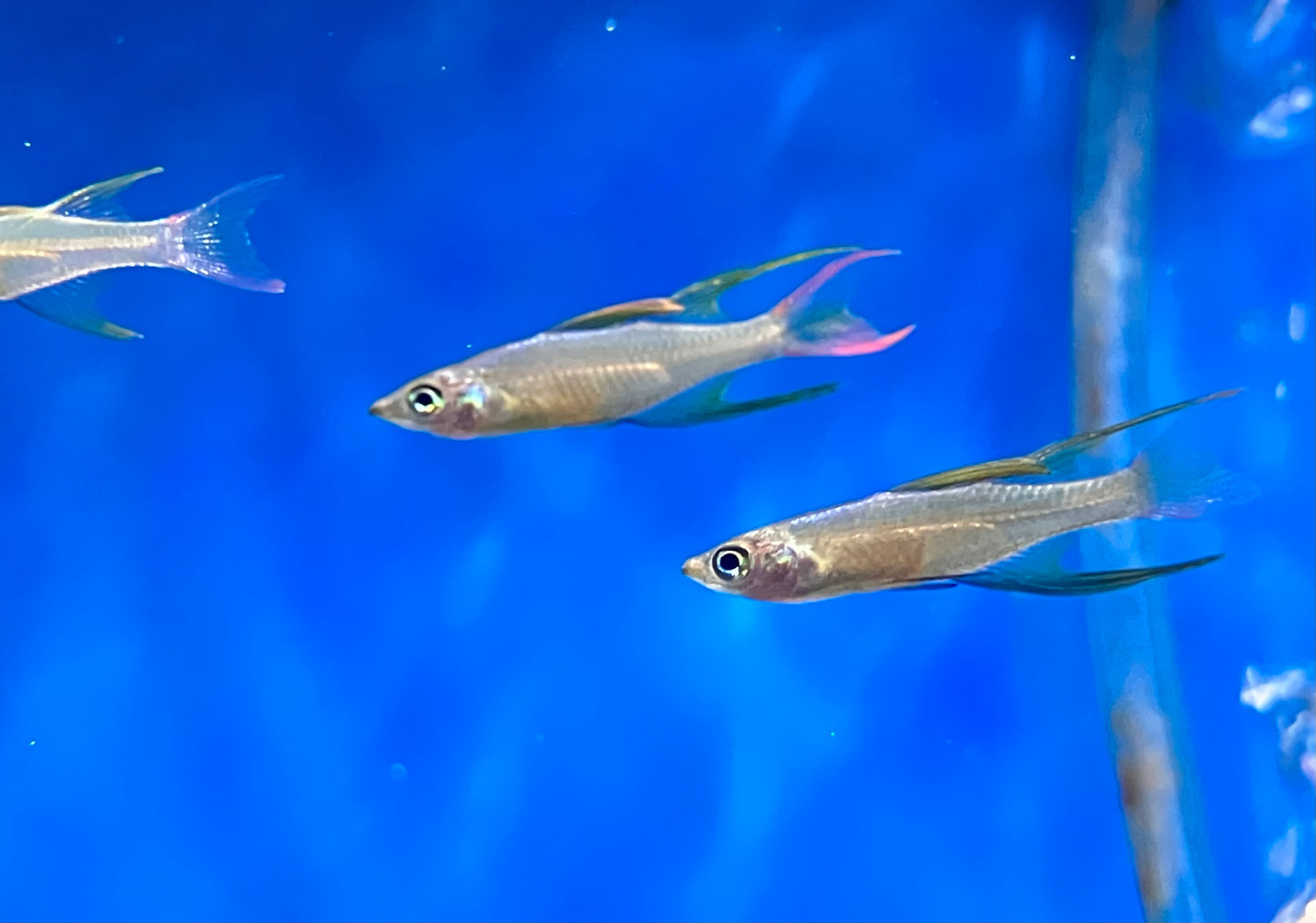 Threadfin Rainbowfish (Iriatherina werneri) 1” (3-Pack)