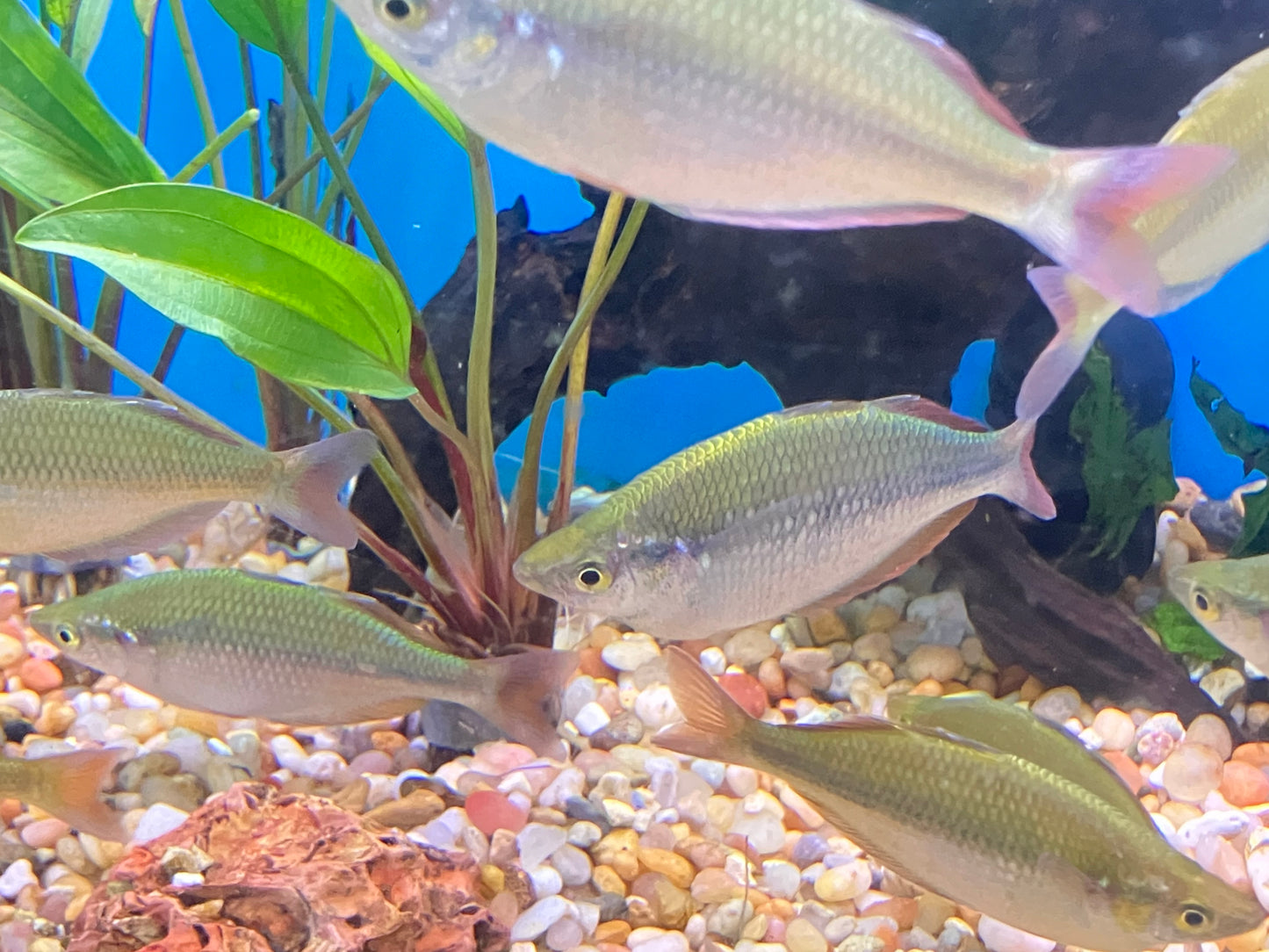 Trifasciata Rainbowfish 3”