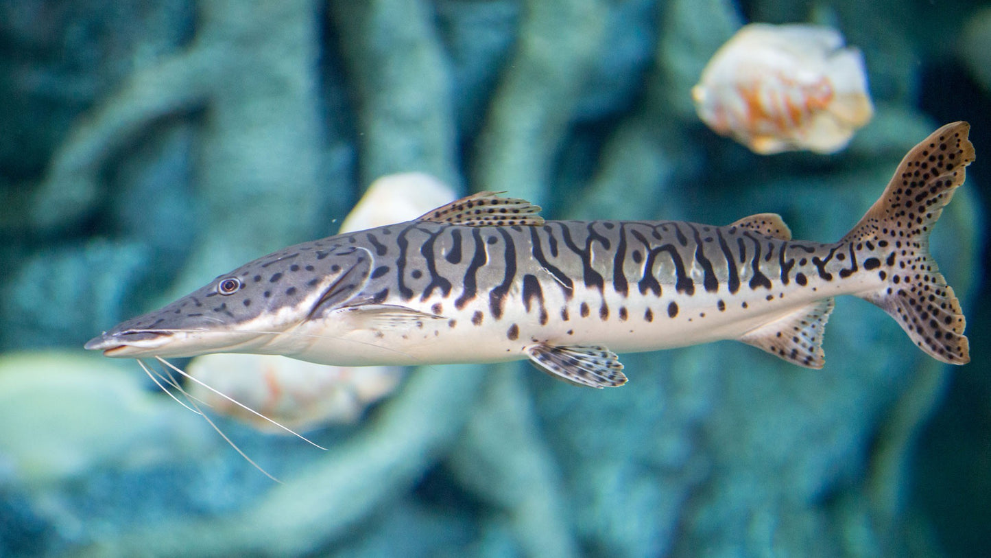 Tiger Shovelnose Catfish 2.5"