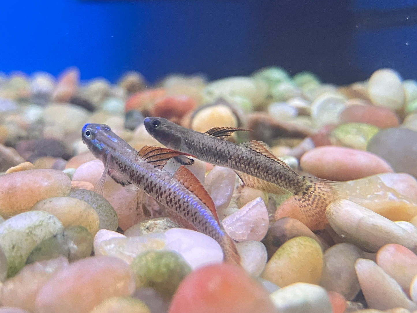 Gold Neon Dwarf Goby (Stiphodon percnopterygionus)