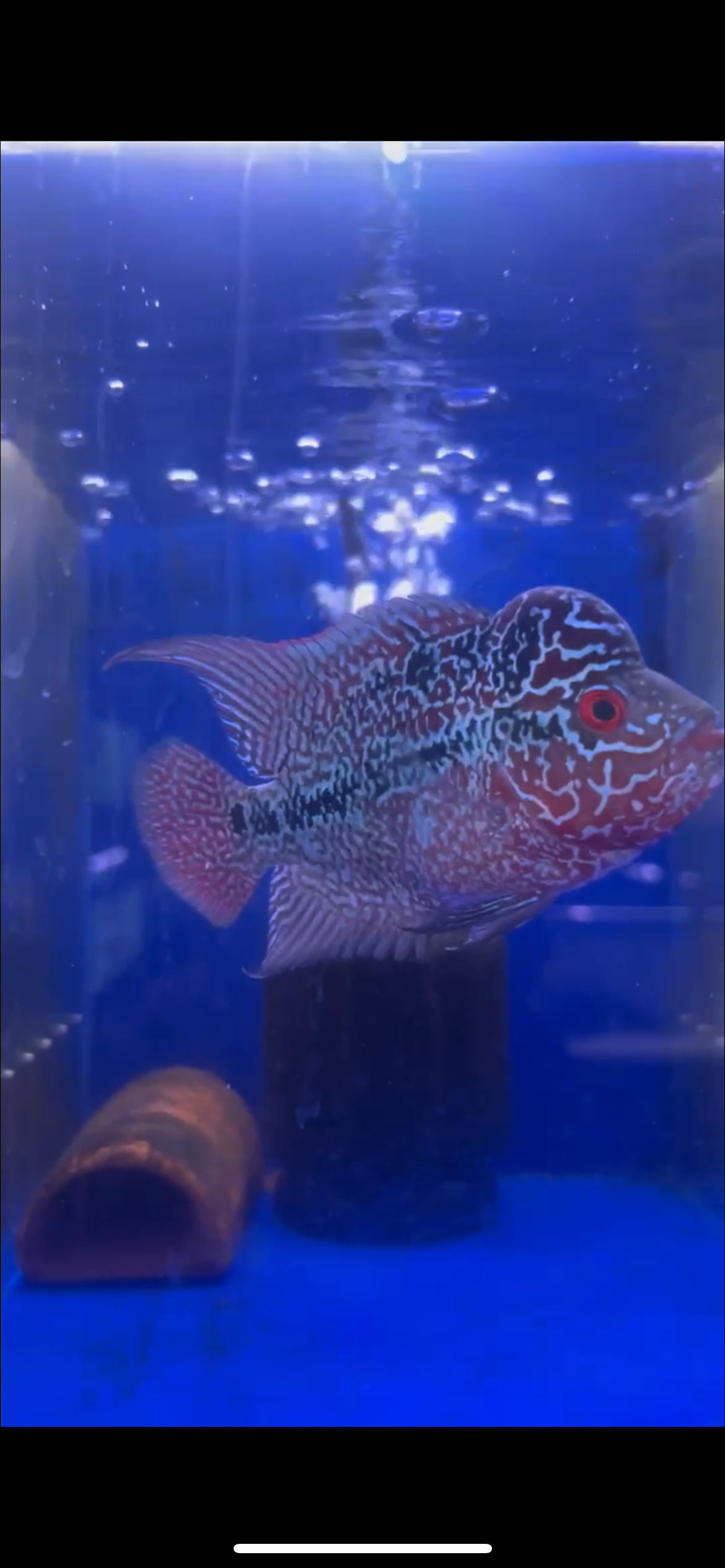 srd male