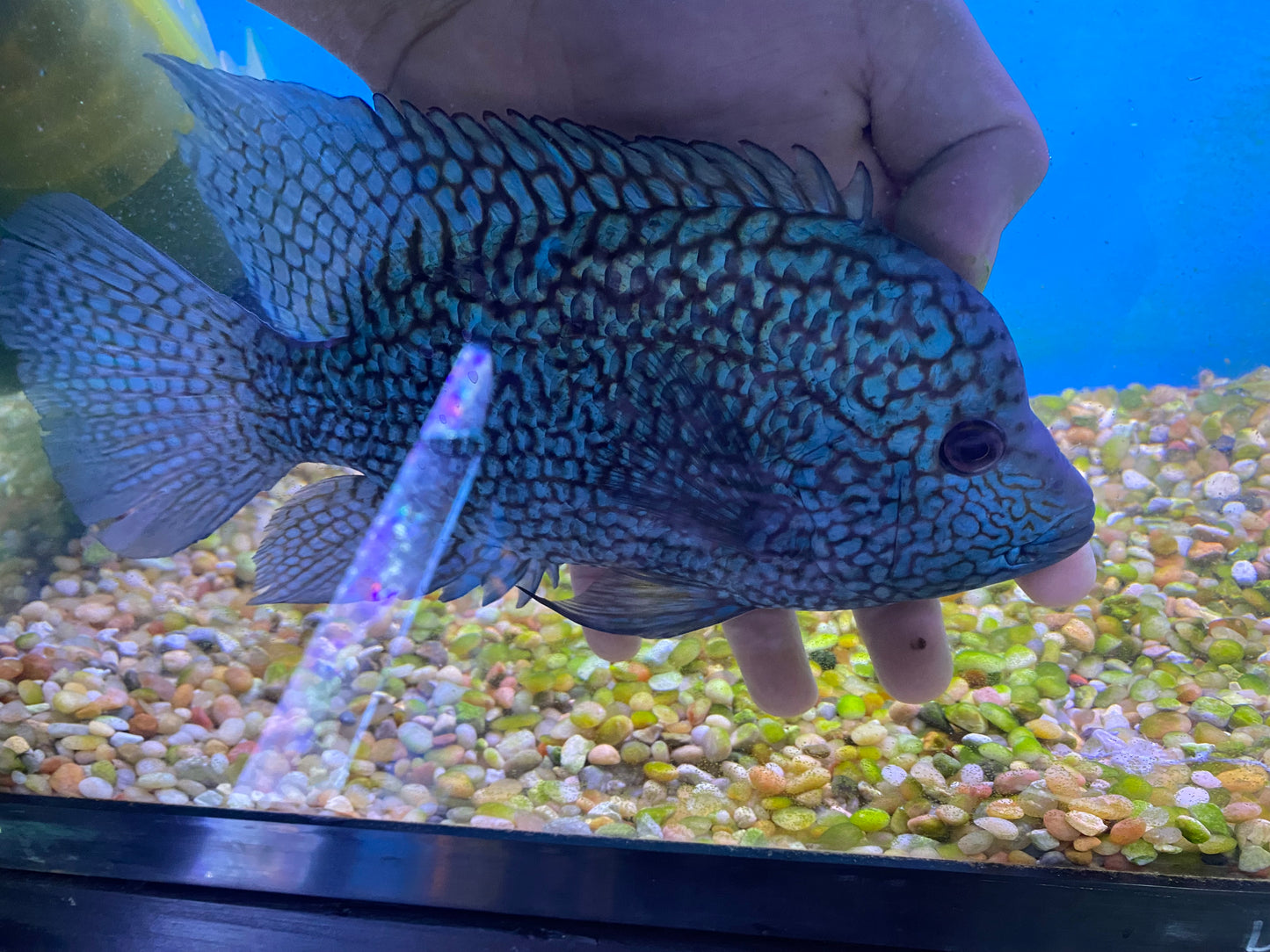 Electric Blue Carpintis 6"