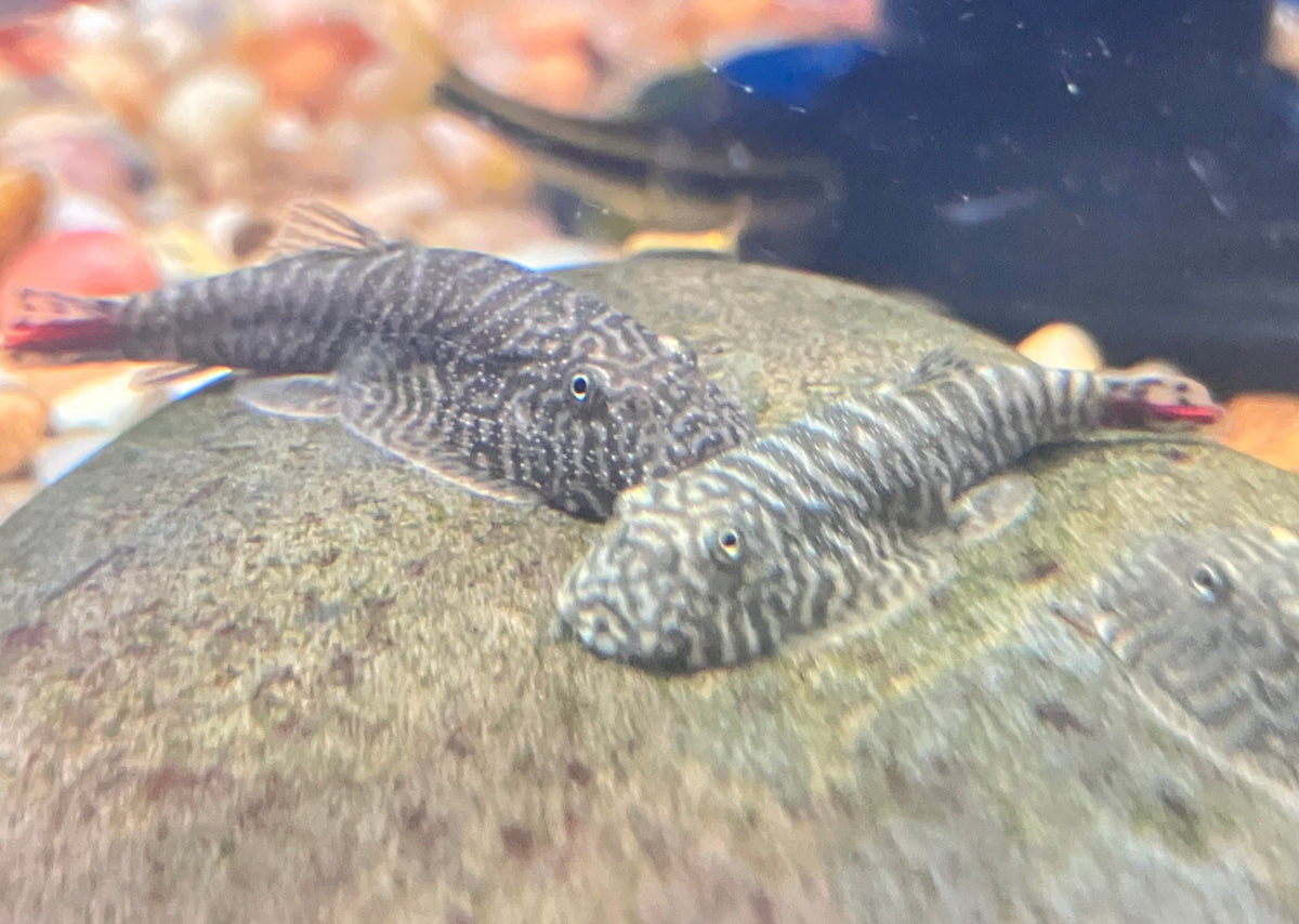 Red Tail Borneo Loach (Gastromyzon sp. SK02)