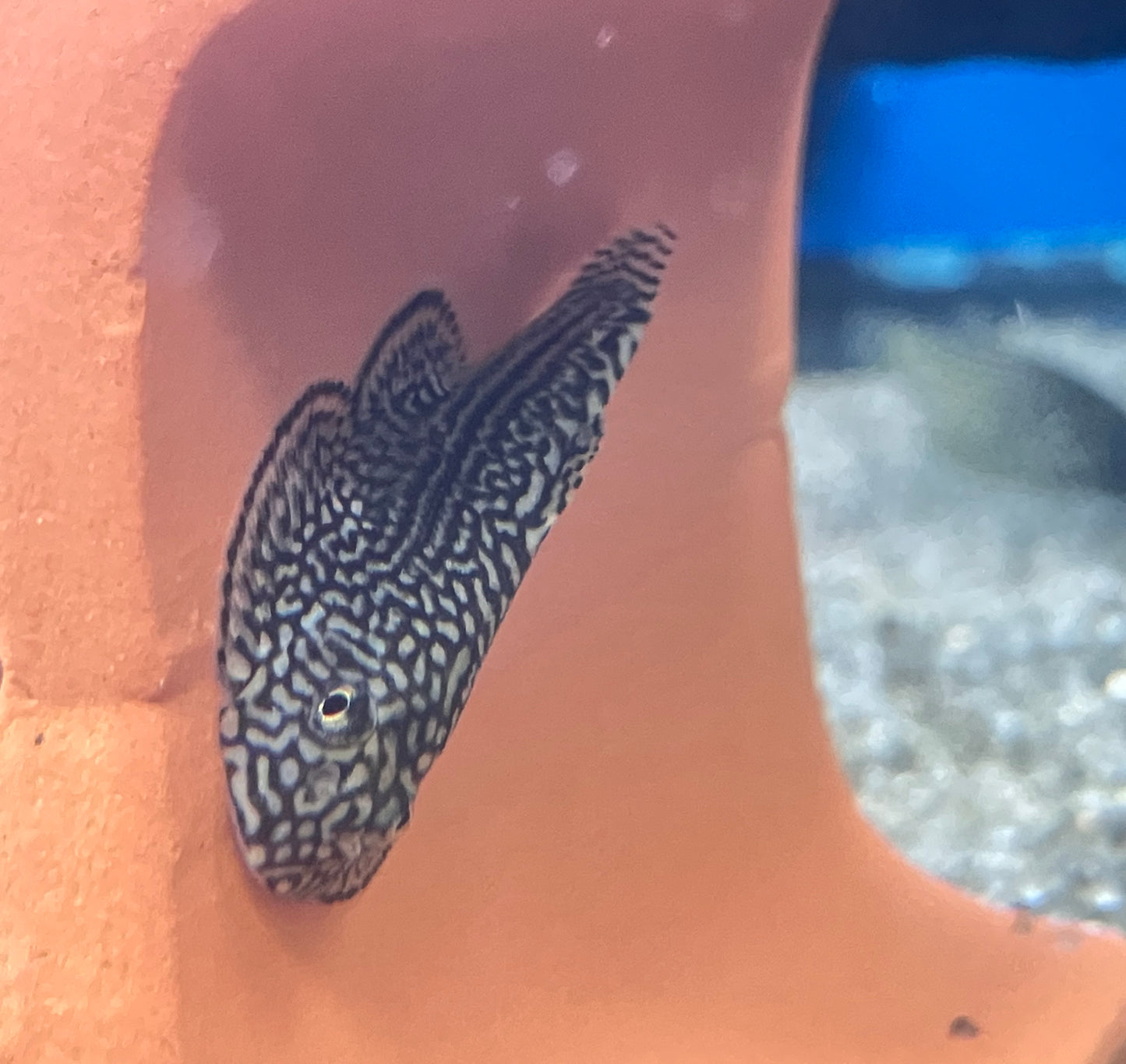 Reticulated Tiger Hillstream Loach (Sewellia lineolata)