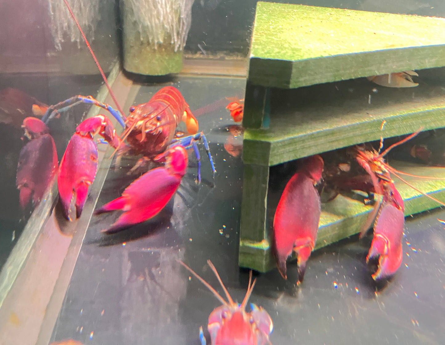 Cherax boesemani “Tricolor” Papuan Crayfish