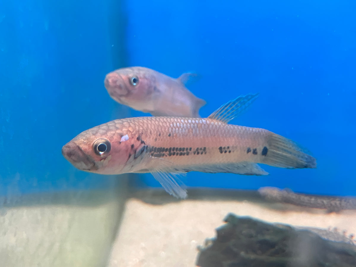 Betta ocellata “Tarakan” 3” (Pair)