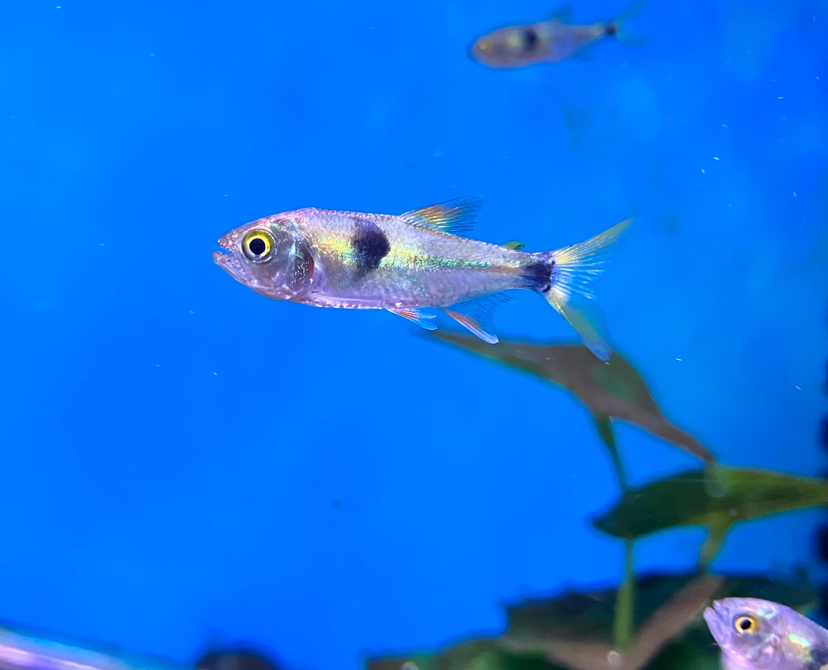 Bucktooth Tetra (Exodon paradoxus) 1-1.5”