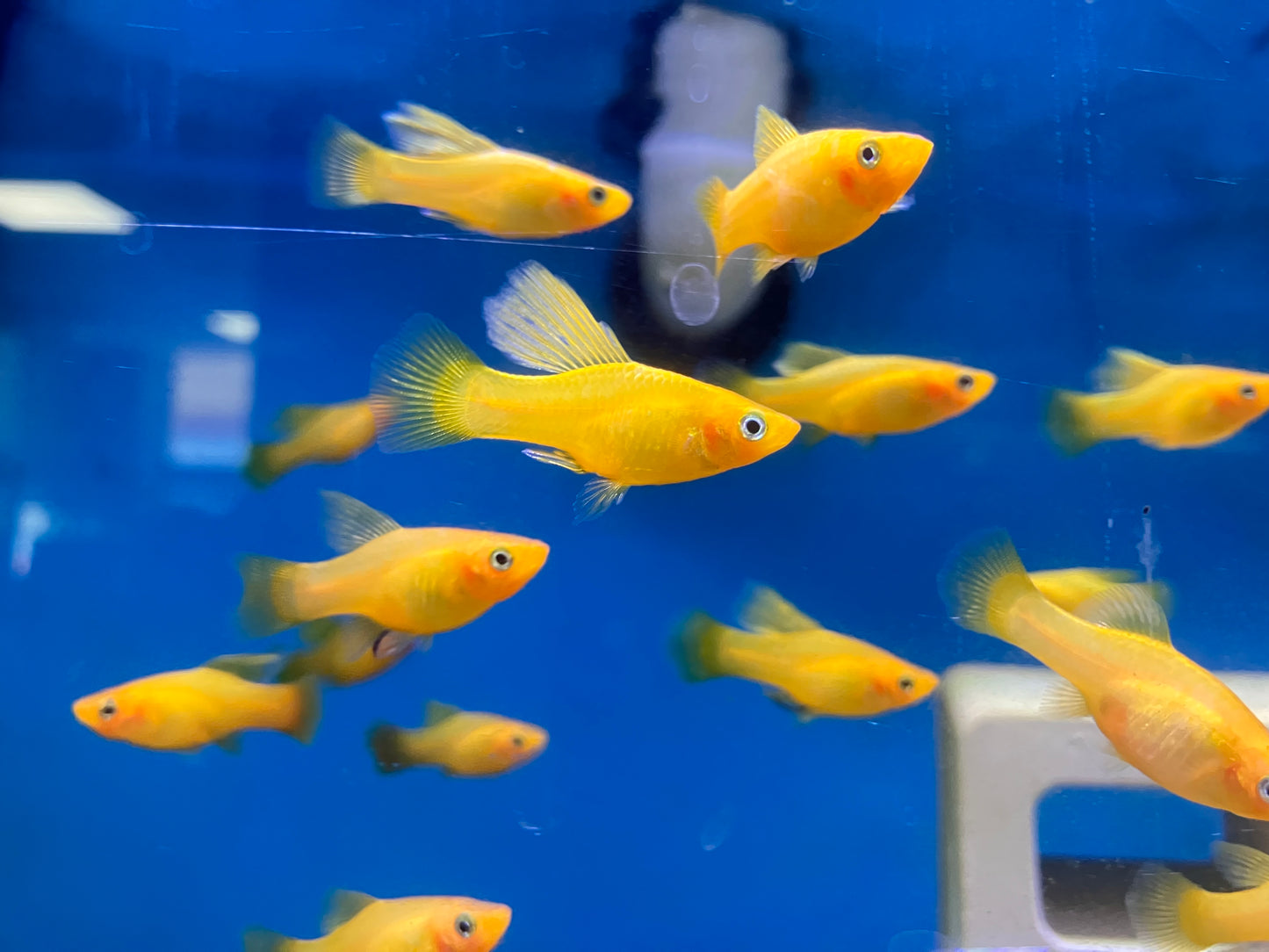 Banana Hifin Variatus Platy
