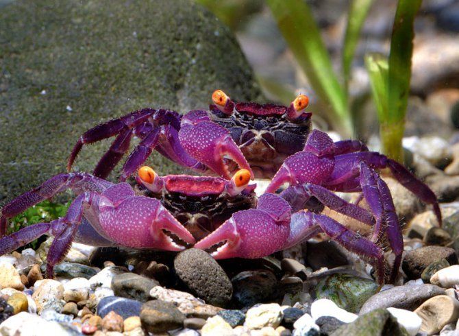 Purple Vampire Crabs