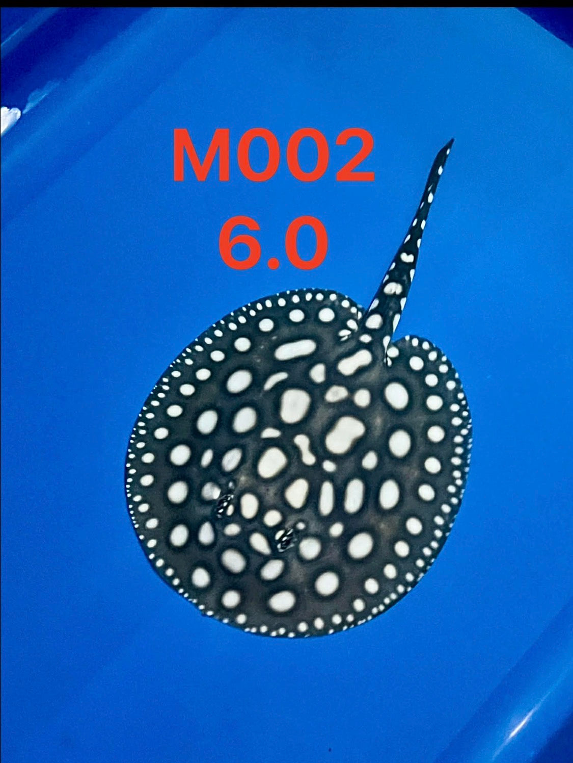 Black Diamond Stingray ( Male ) -02