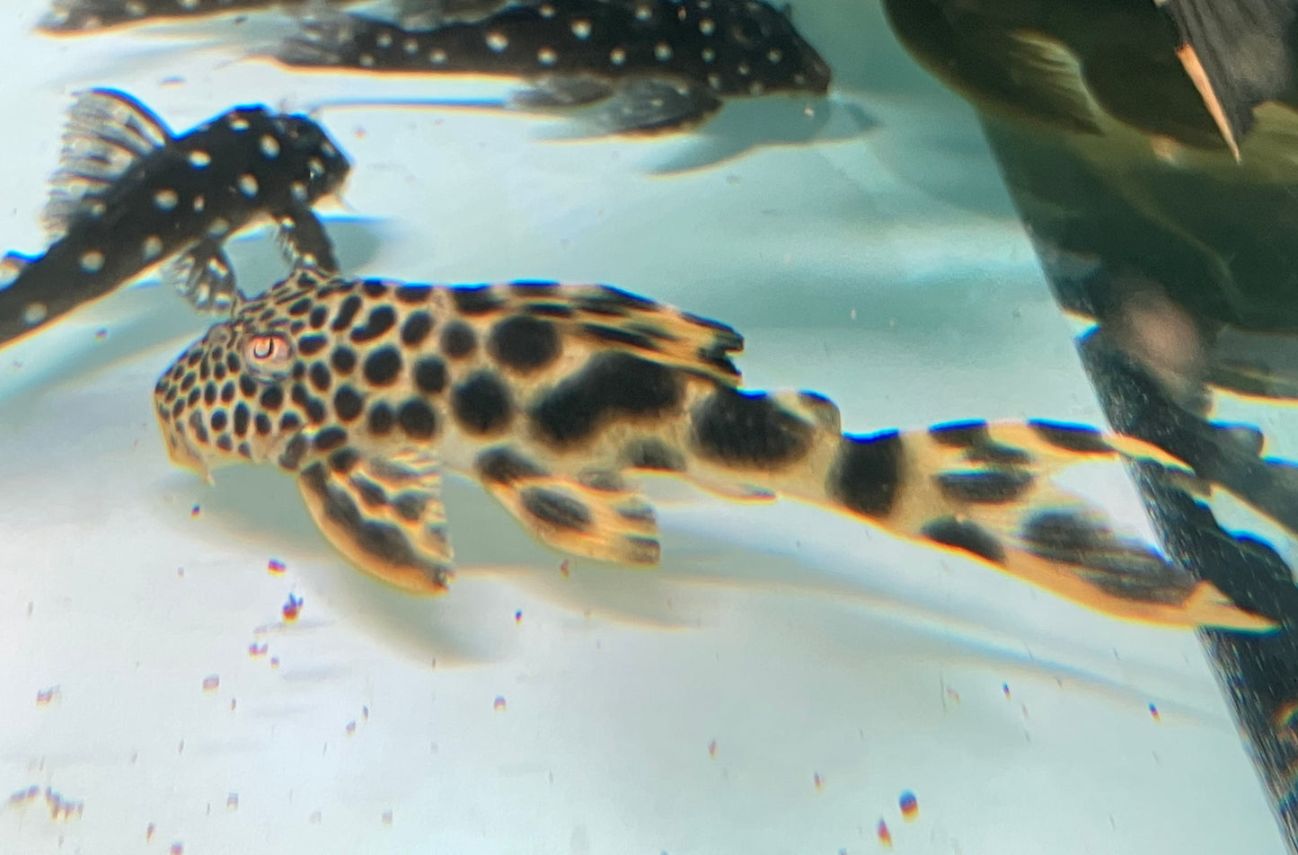 L075 Para Pleco (Peckoltia sabaji) 3-3.5”