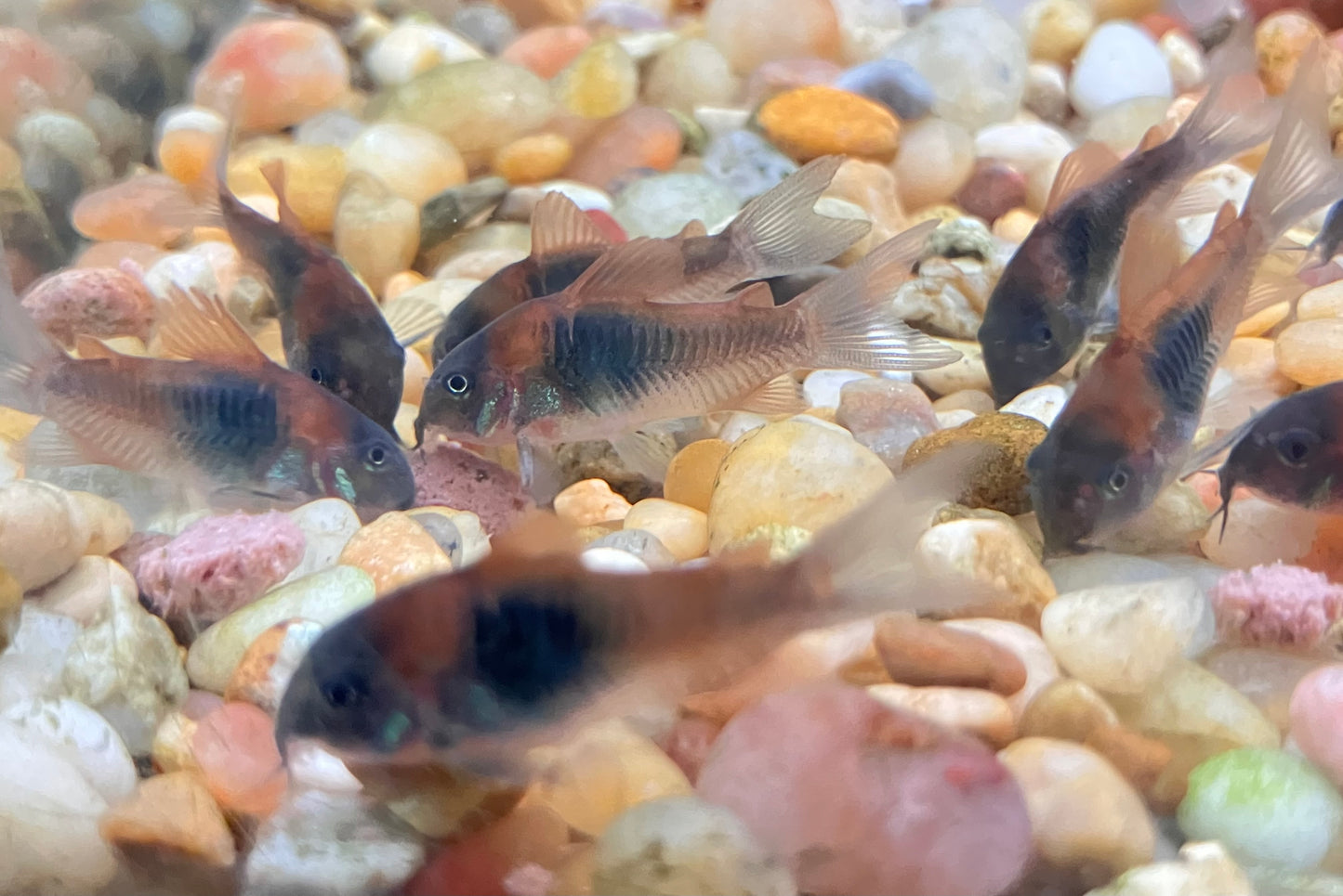 Orange Venezuelan Cory (3-Pack)