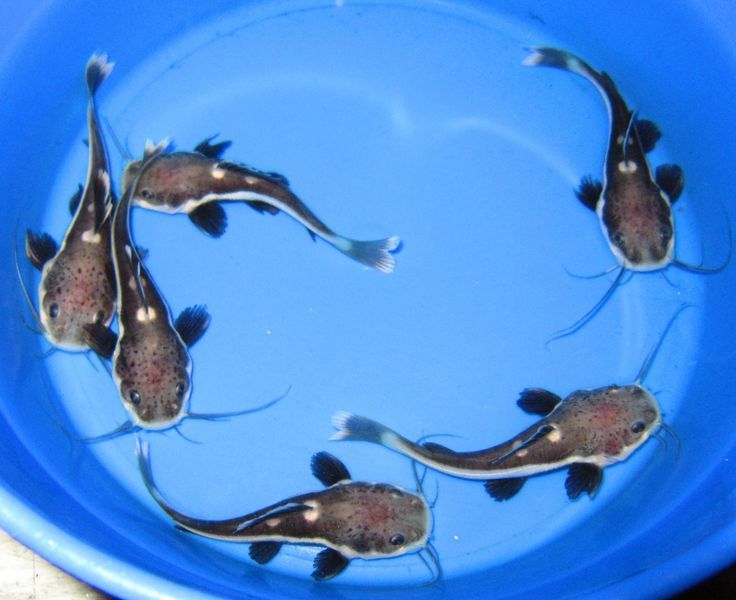 Red Tail Catfish 3"