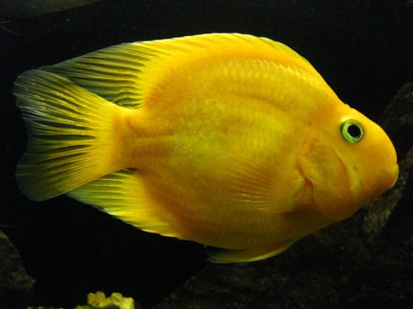 Yellow Parrot Cichlid