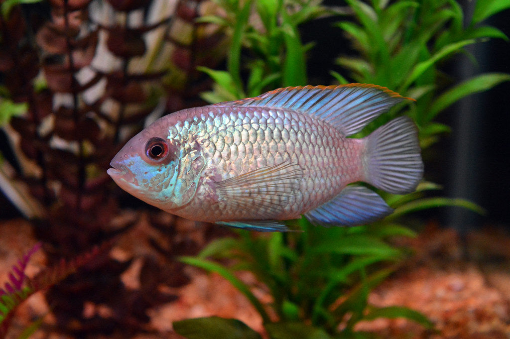 Electric Blue Acara 1-2"