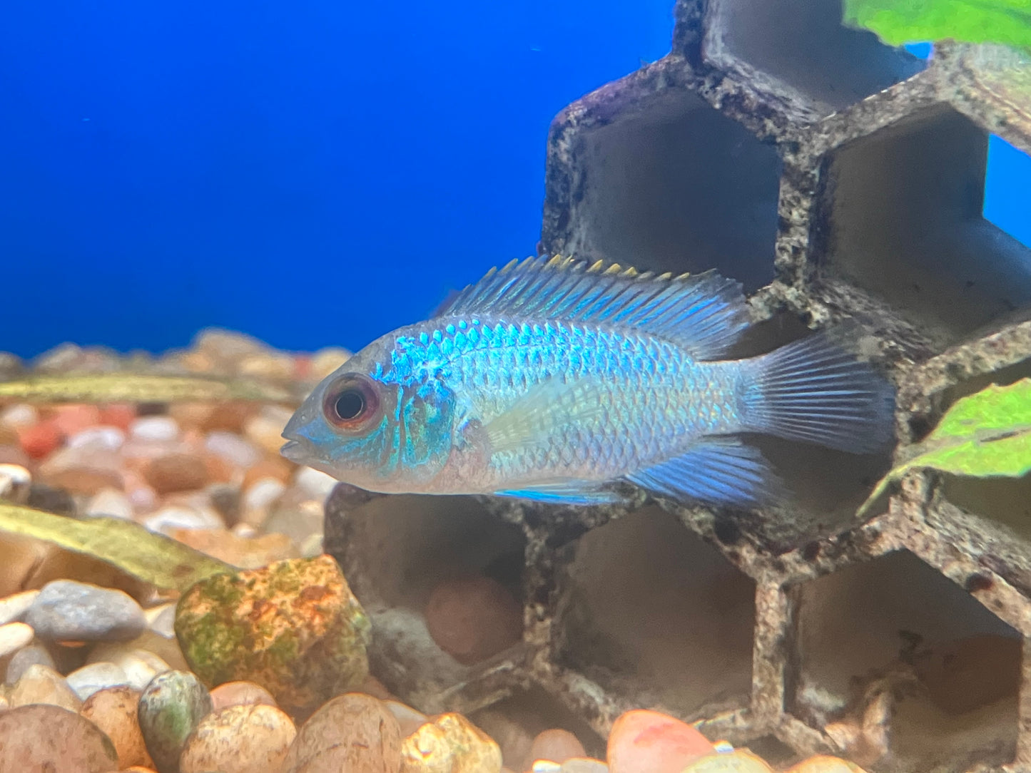 Electric Blue Acara 1”