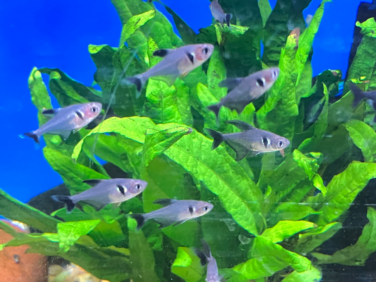 Black Phantom Tetra (6-Pack)