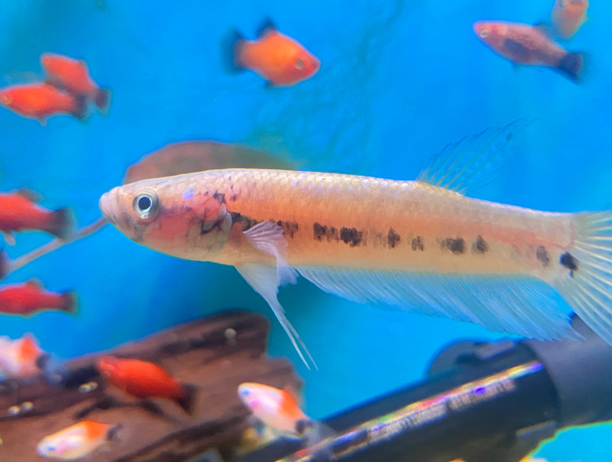 Betta unimaculata 3-3.5” (Pair)