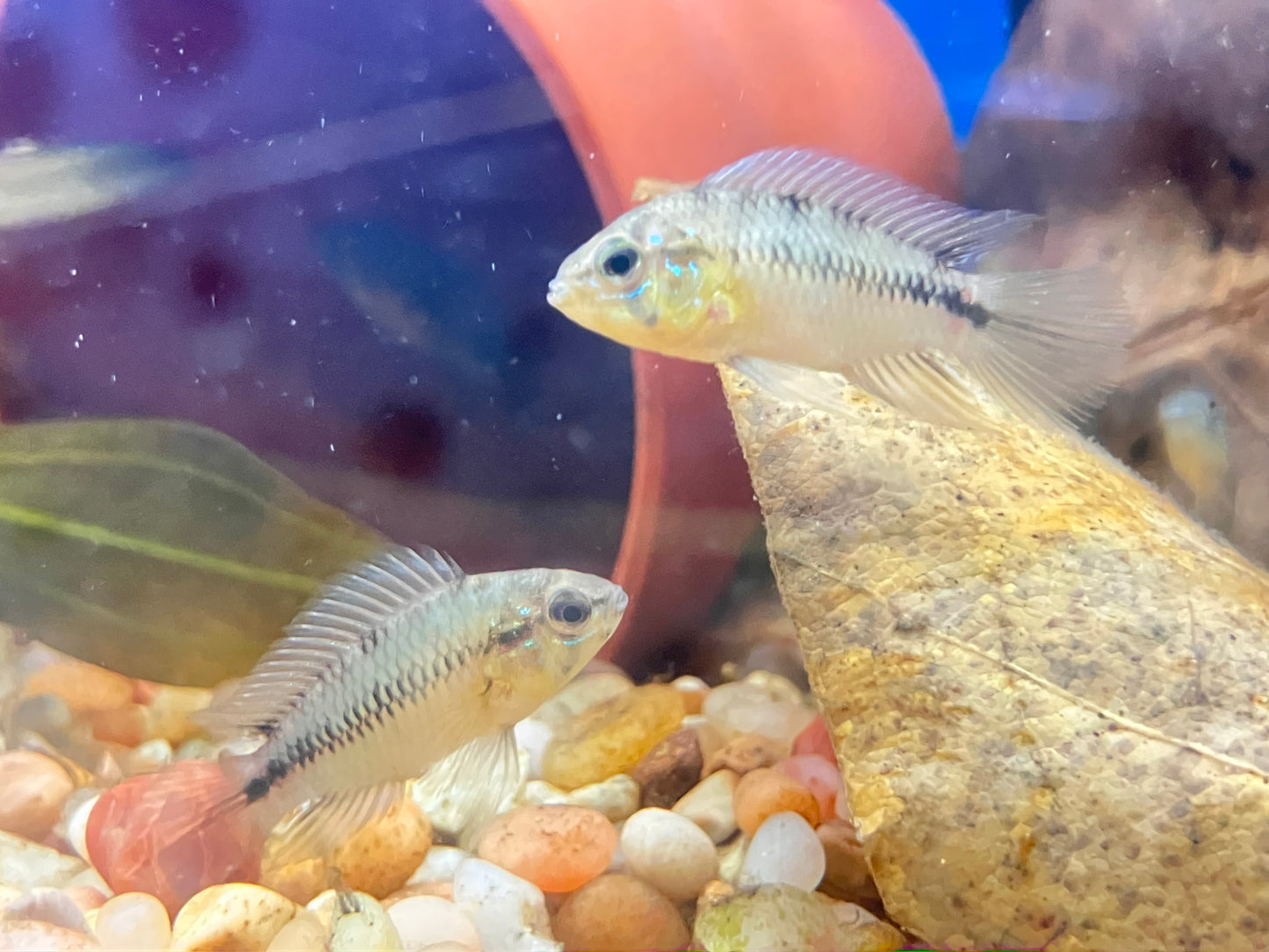 Apistogramma Borellii “Yellow” 1"