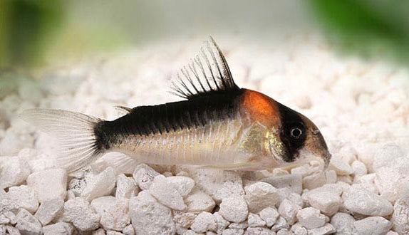 Adolfoi Corydoras .5-1"