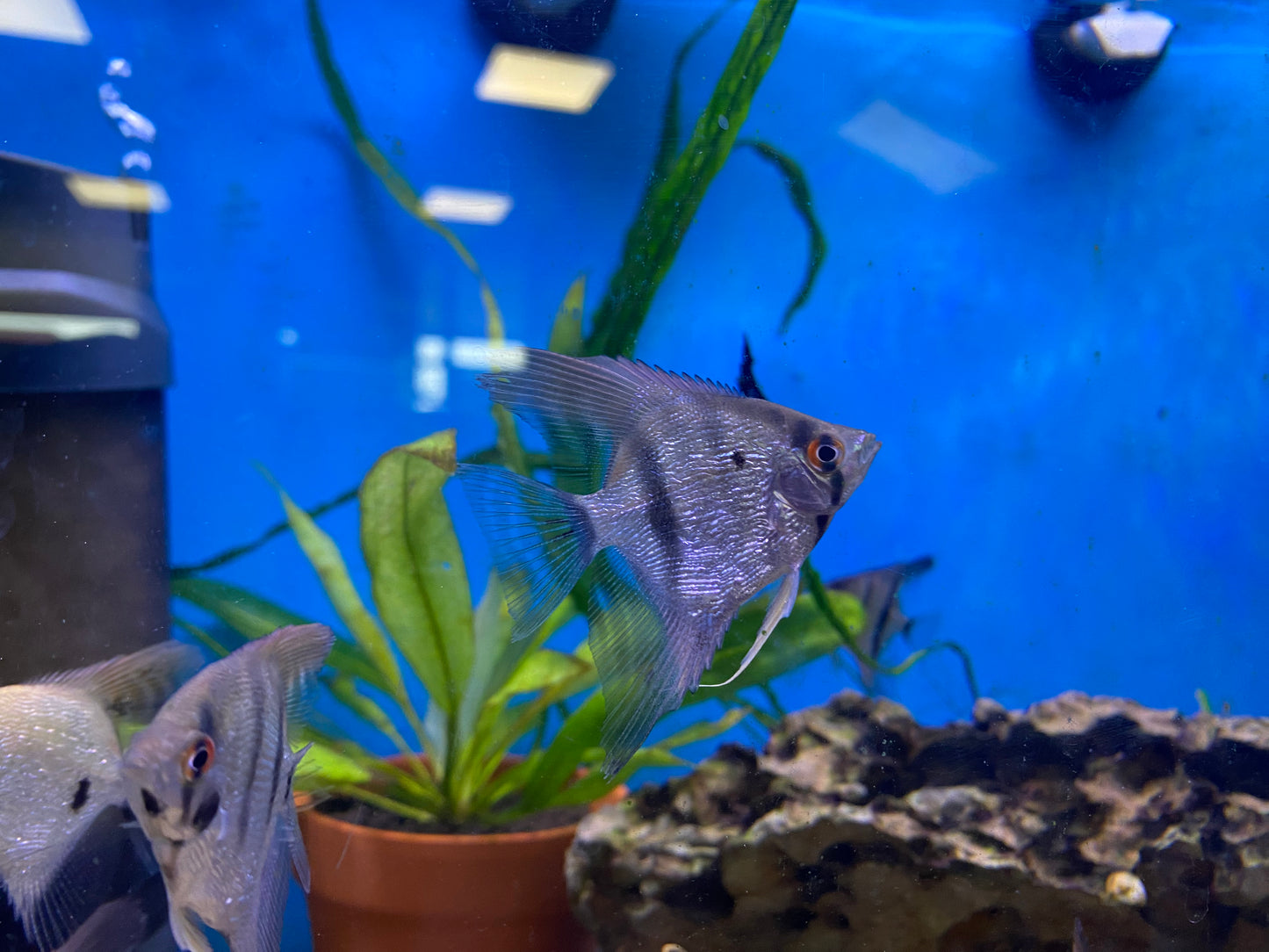 Pearl Scale Angelfish 3"-4"