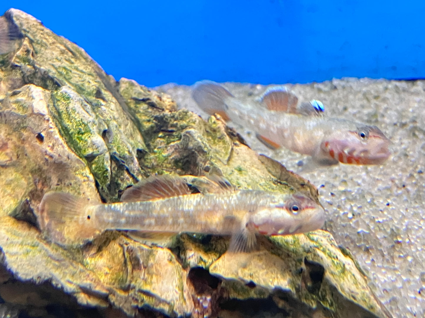 White Cheek Goby (Rhinogobius cf. duospilus)