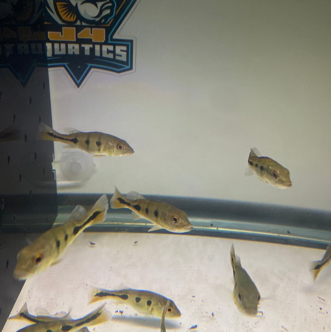 Brocopondo Peacock Bass
