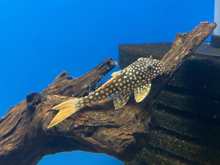 L14 Sunshine Pleco (Scobiancistrus Aureautus) 2.5-3"