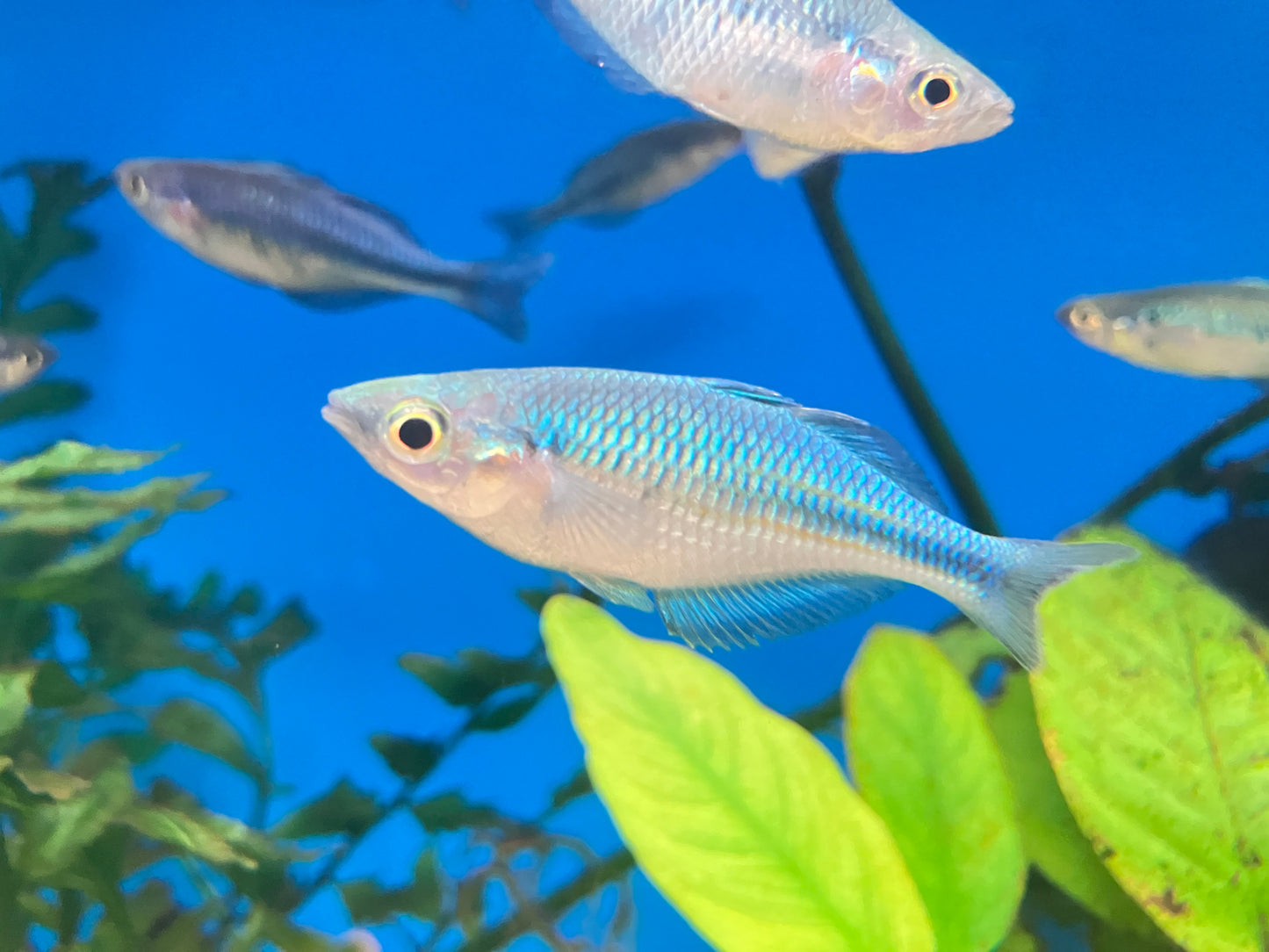 Turquoise Rainbowfish 2-2.5” (Melanotaenia lacustris)