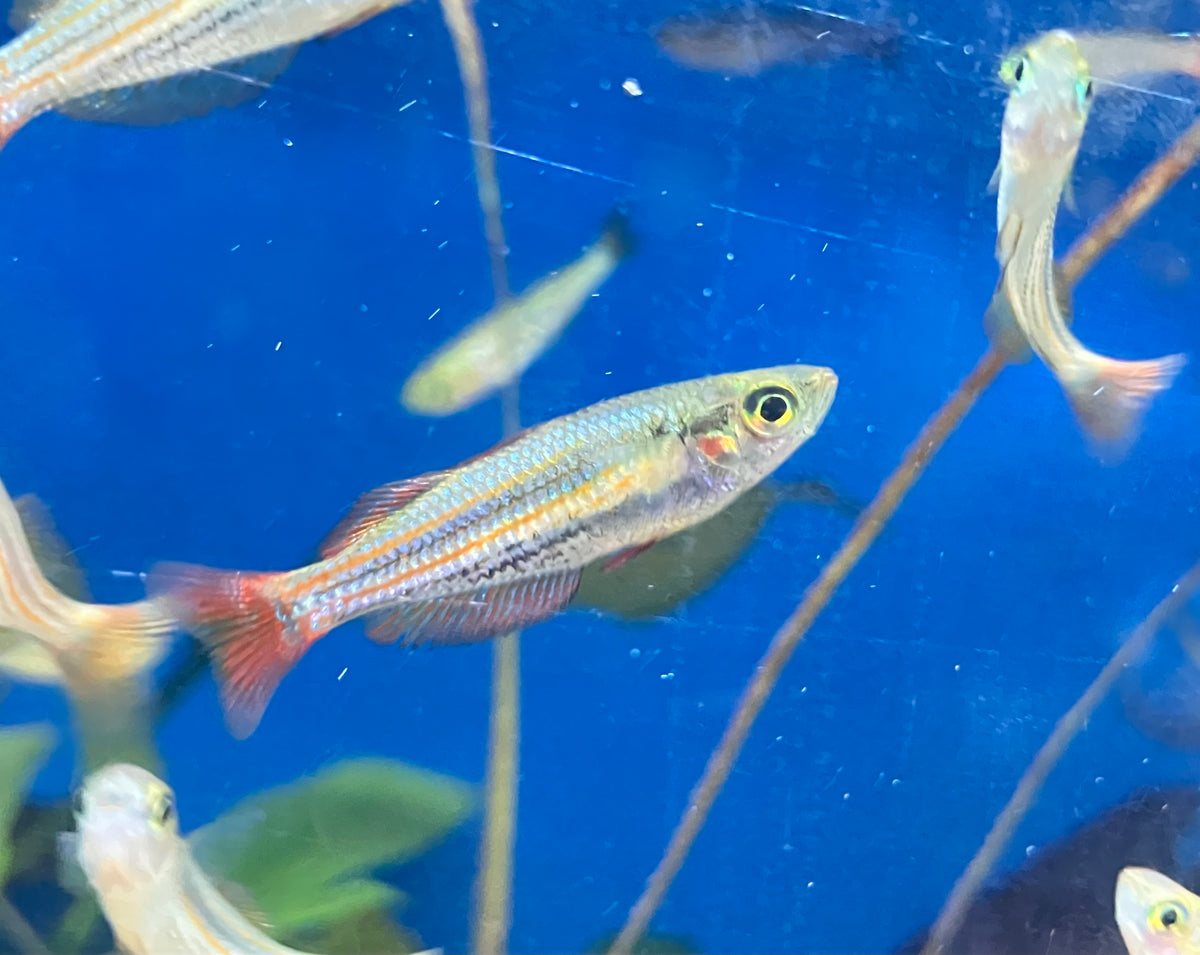 Western Rainbowfish (Melanotaenia australis) 1-2” (3-Pack)