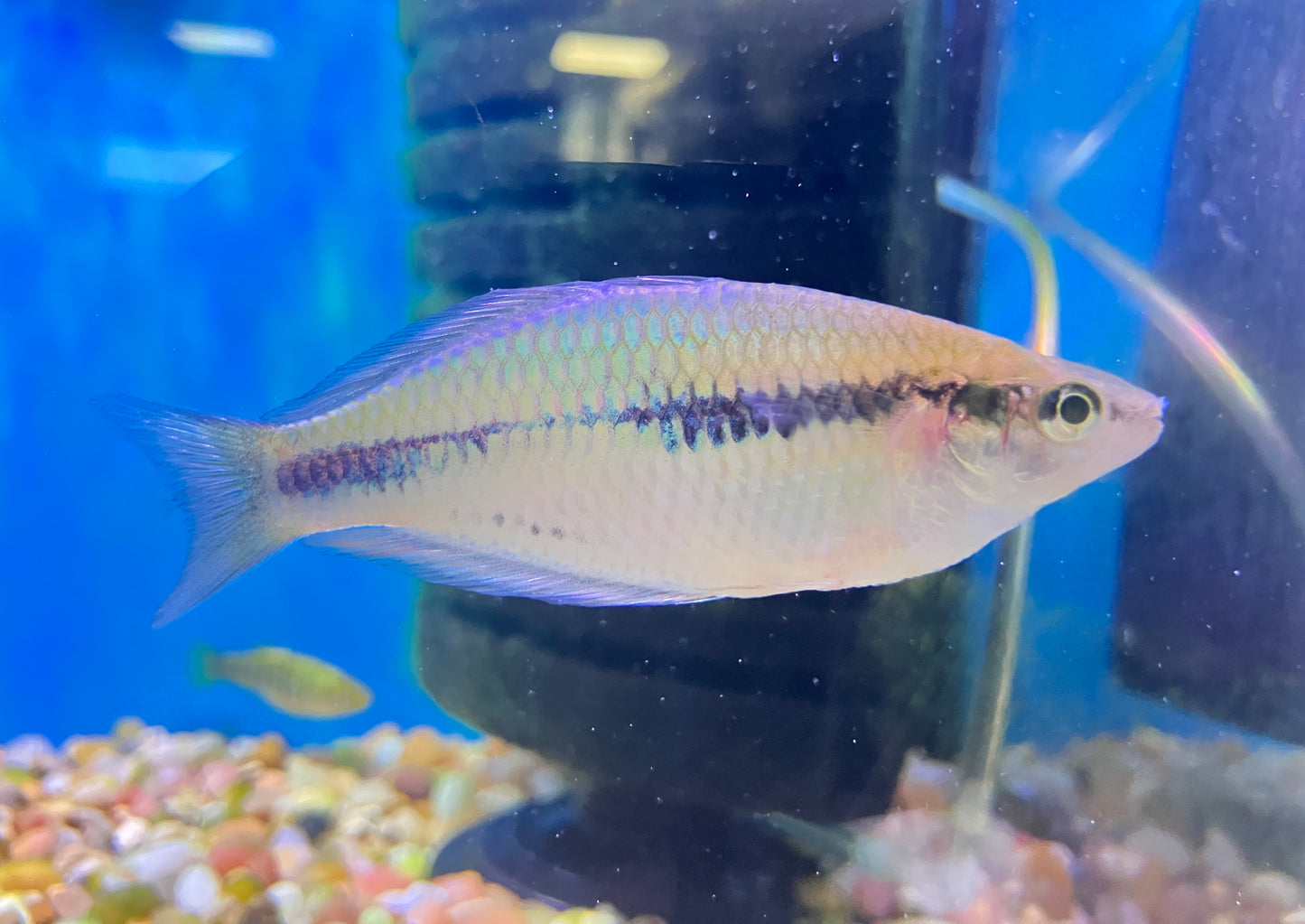 Synergos Rainbowfish (Melanotaenia synergos)