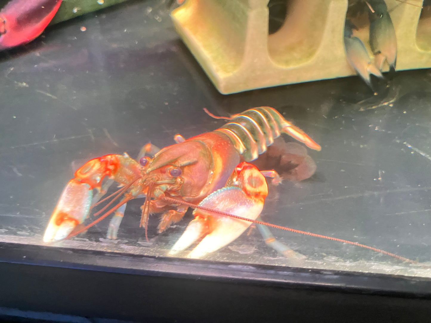 Cherax peknyi “Zebra” Papuan Crayfish