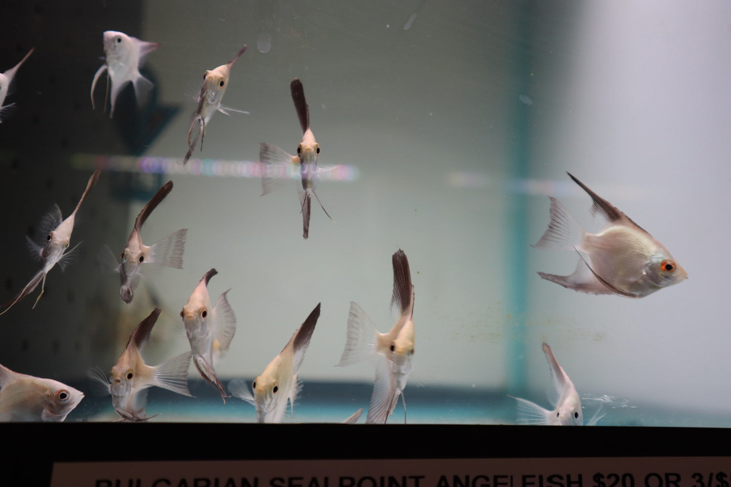 Bulgarian Sealpoint Angelfish