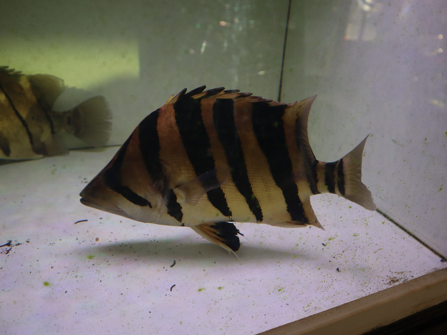 4-BAR SUMATRA DATNOID 5-6