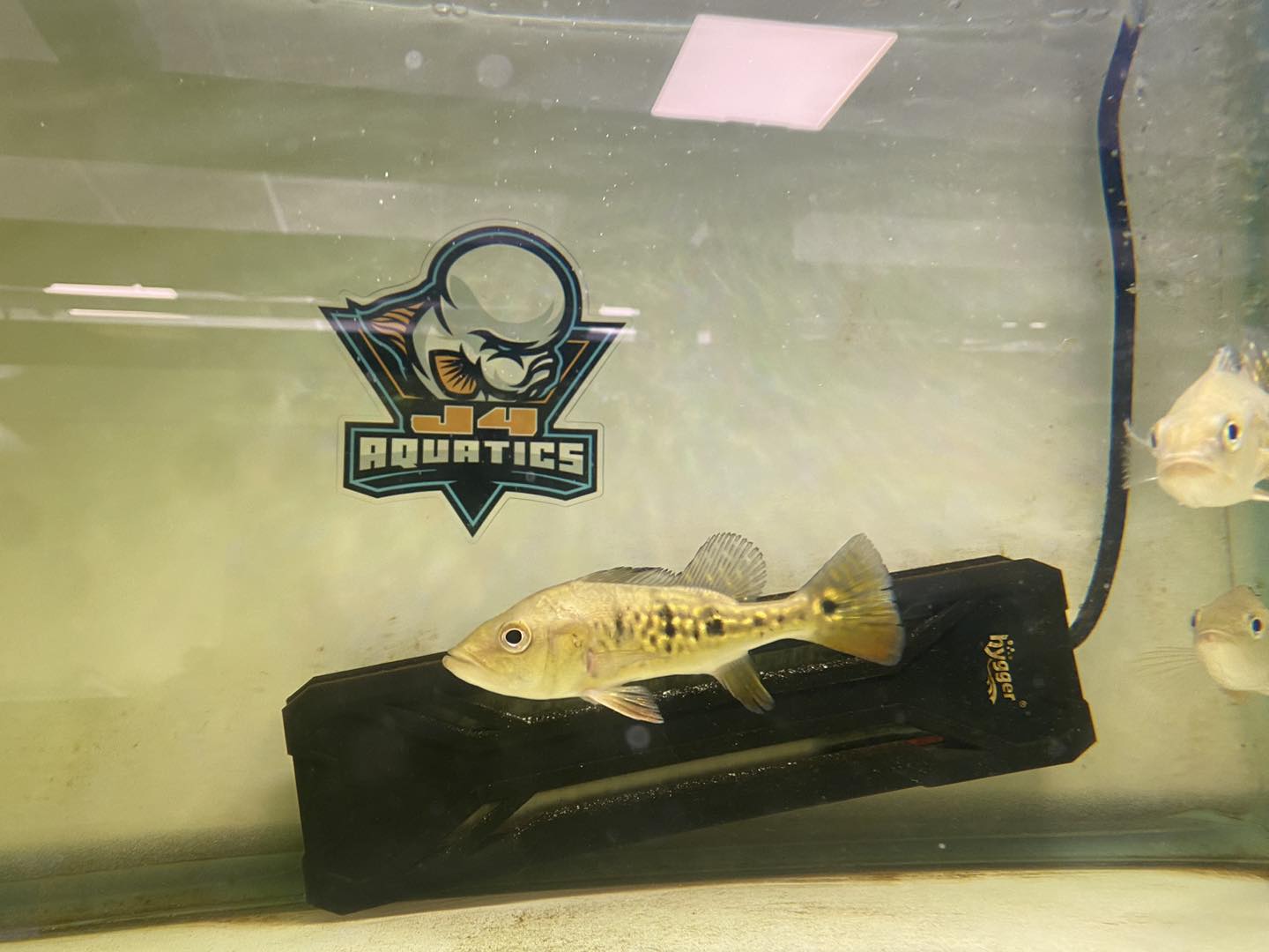 Kelberi Peacock Bass 6"