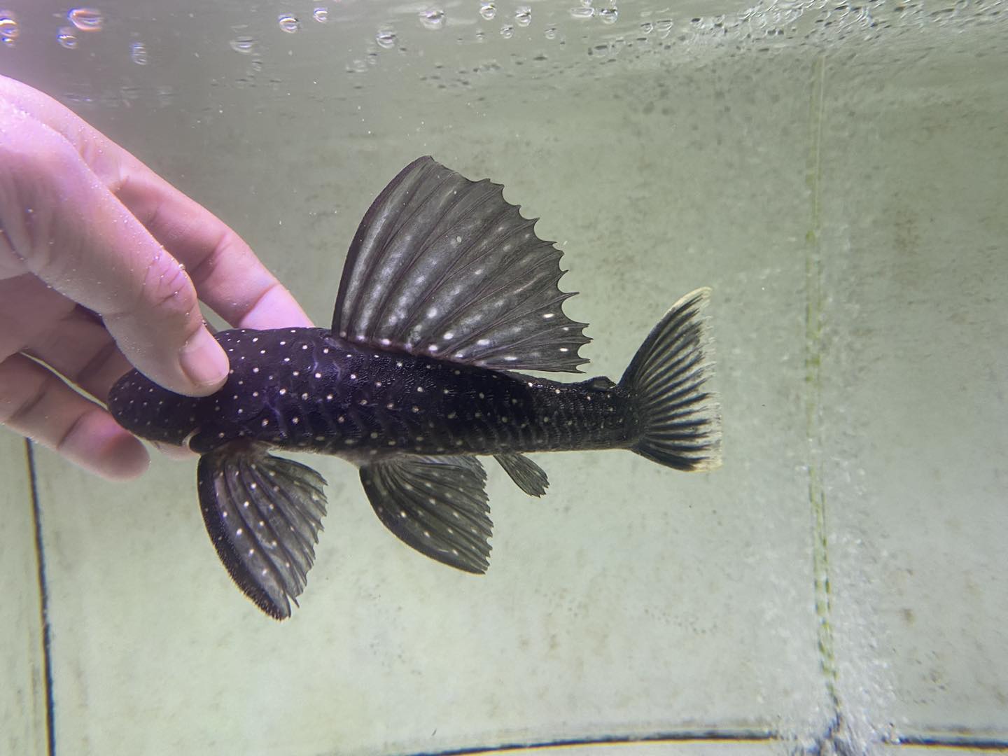 Hypostomus Luteus Phase 1 size 6-7"