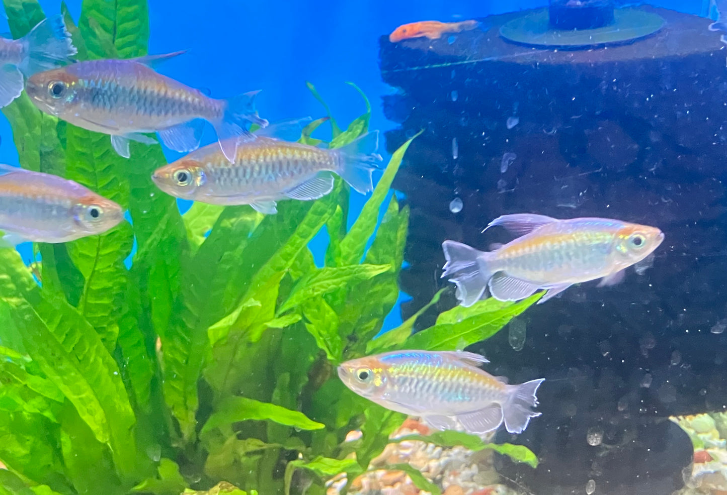 Congo Tetras 2” 3-Pack