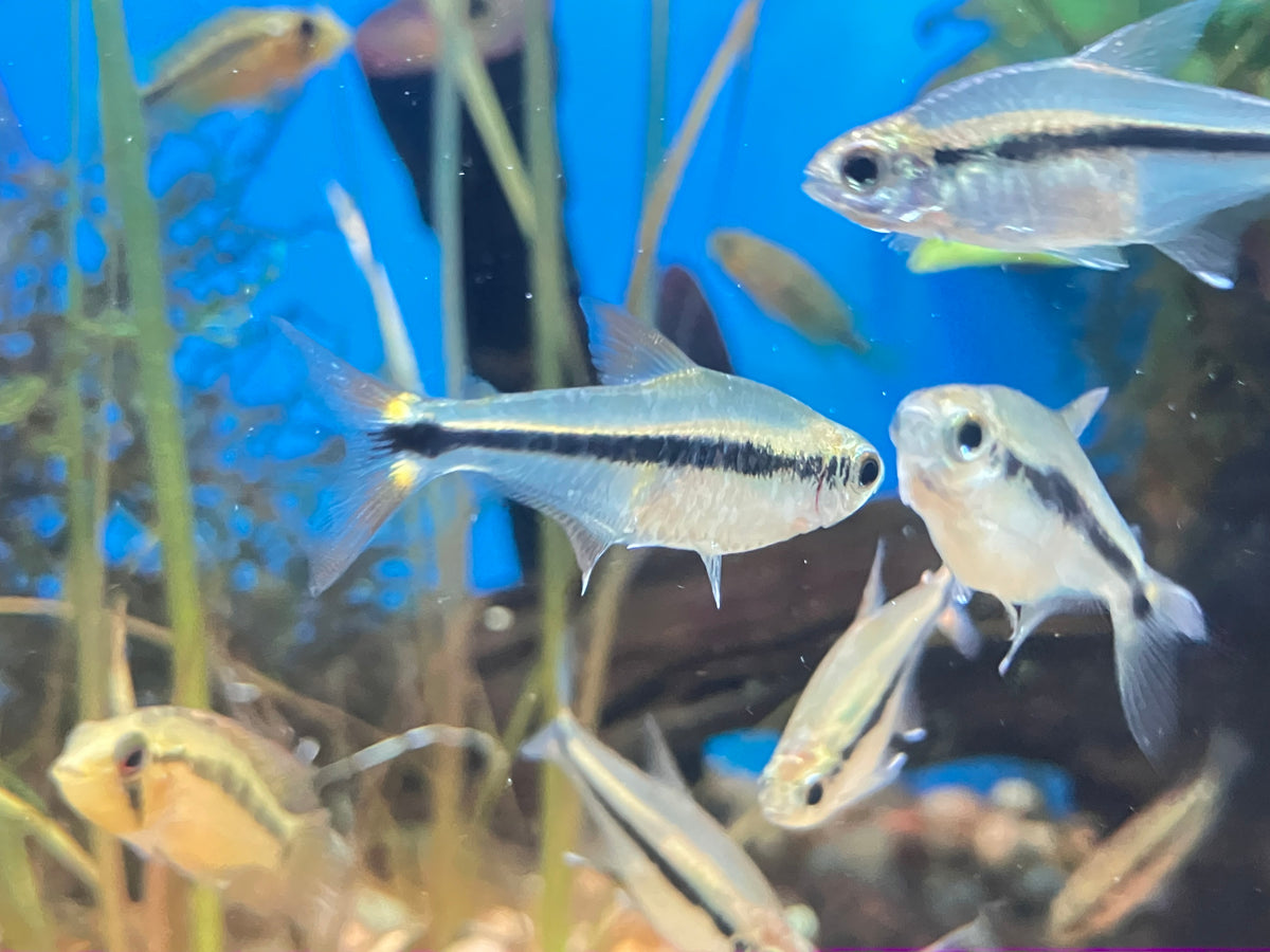 Savanna Tetra (Hyphessobrycon stegemanni) (6-pack)