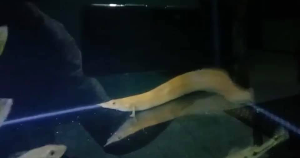 Xanthic Fire Eel 8-12"