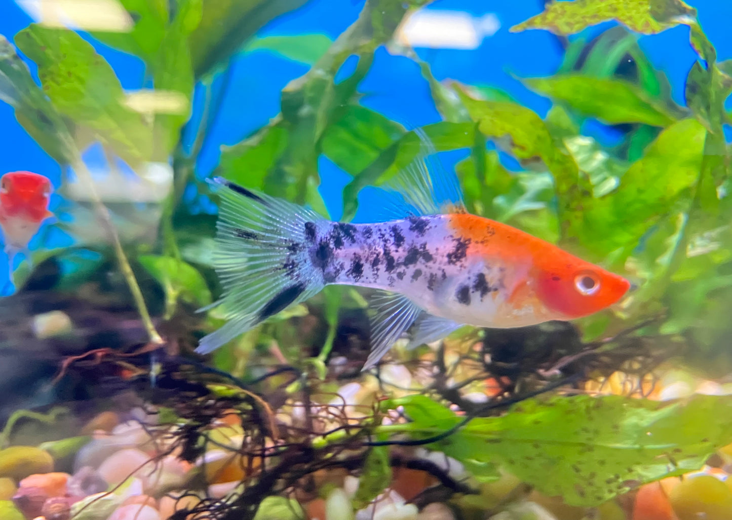 Sanke Lyre Swordtail
