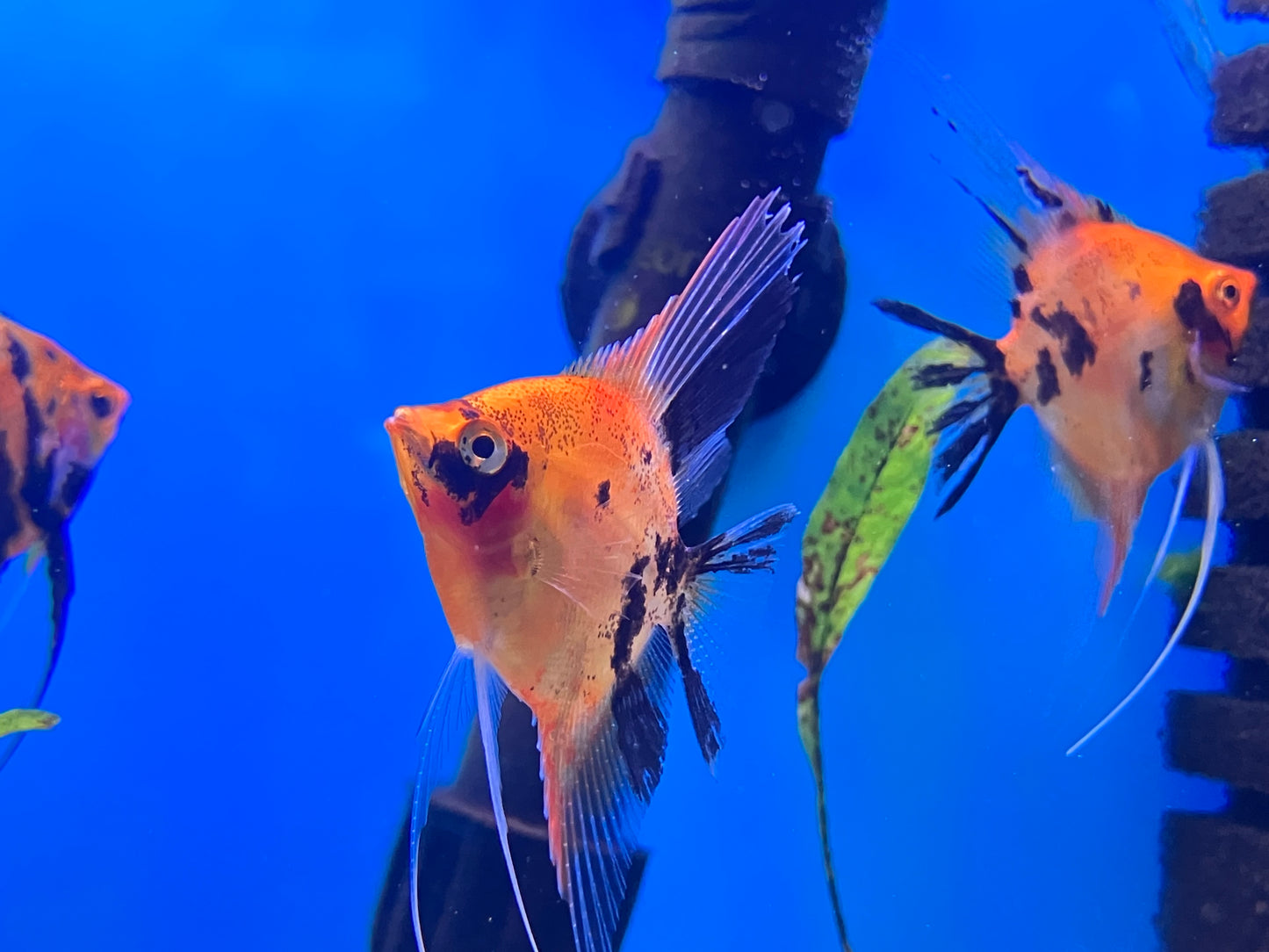 Red Devil Angelfish