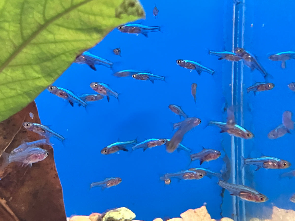 Blue Neon Rasbora (Sundadanio axelrodi) (6-Pack)