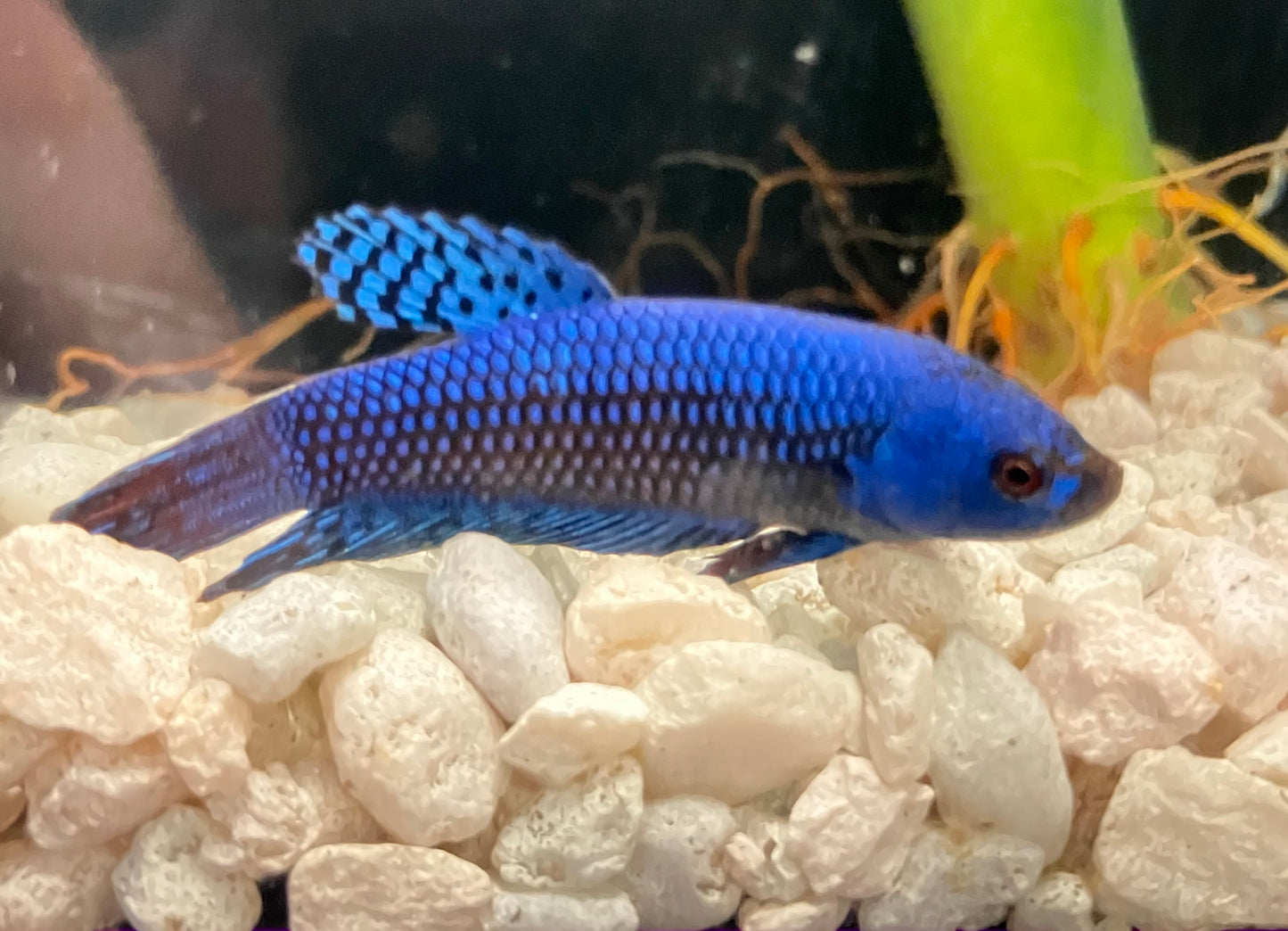 Alien Betta, Blue (male)