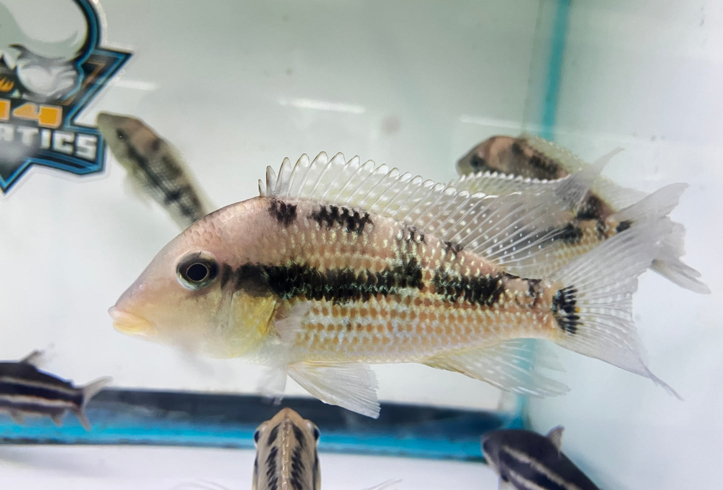Geophagus sp. Alto Sinu “Gold Dust Geo” 4-5”
