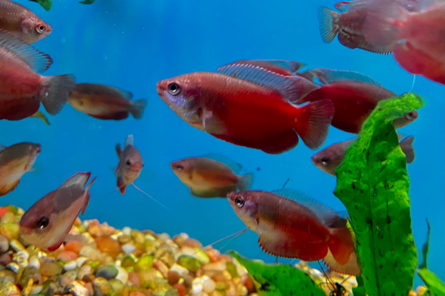 Blood Red Dwarf Gourami