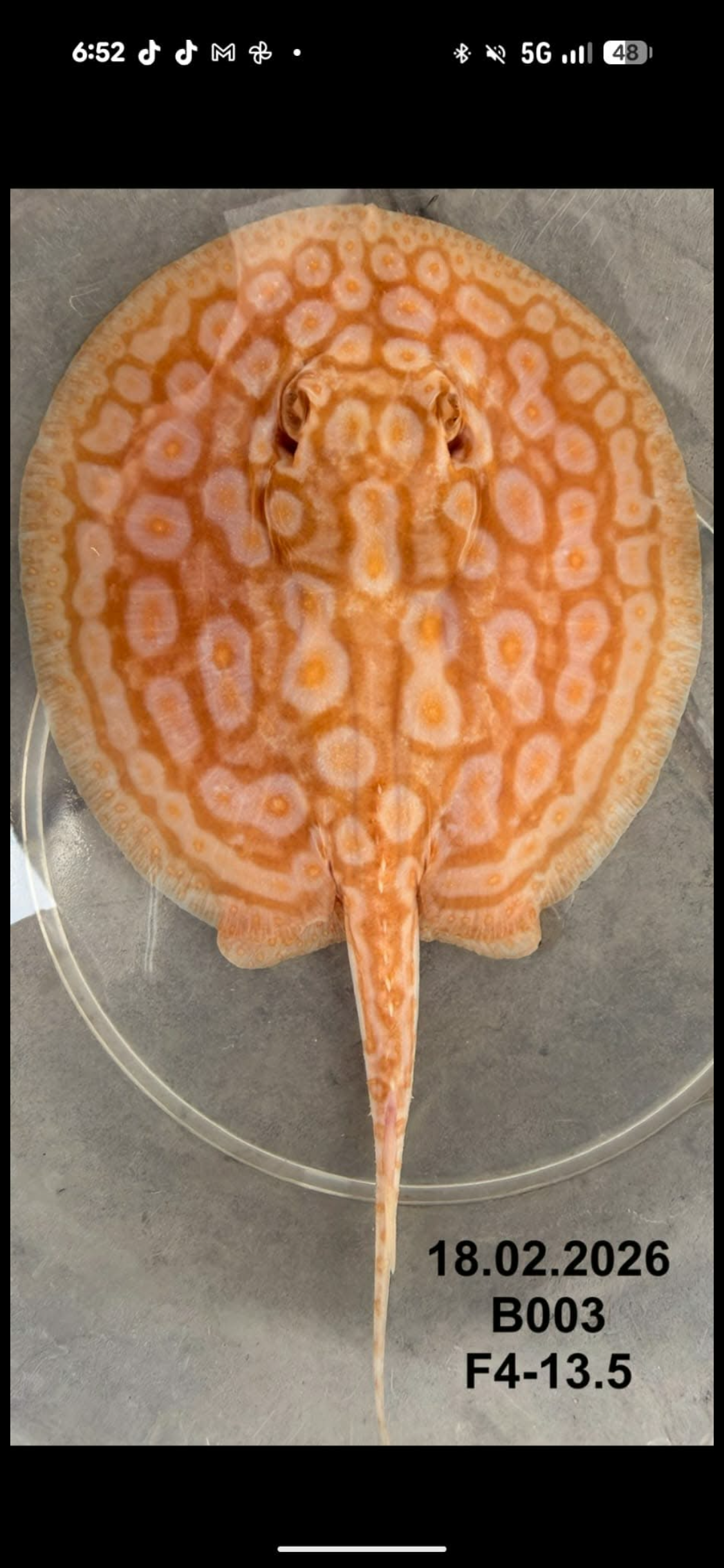 Albino Pearl Stingray ( Female ) -04