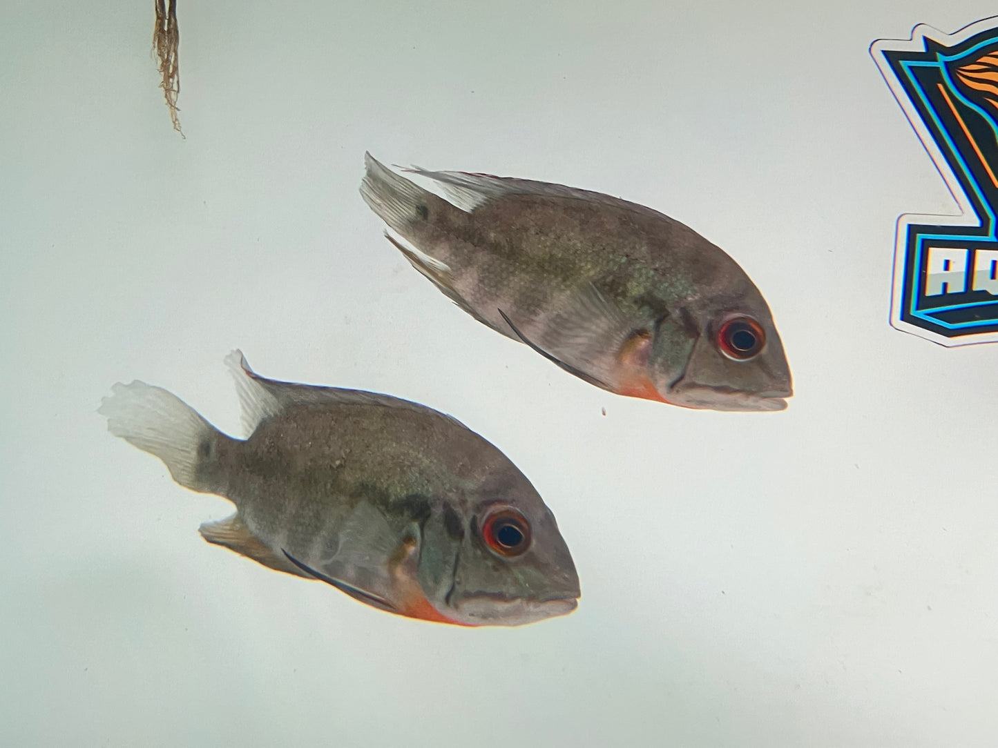 True Parrot Cichlid (Hoplarchus psittacus) 5”