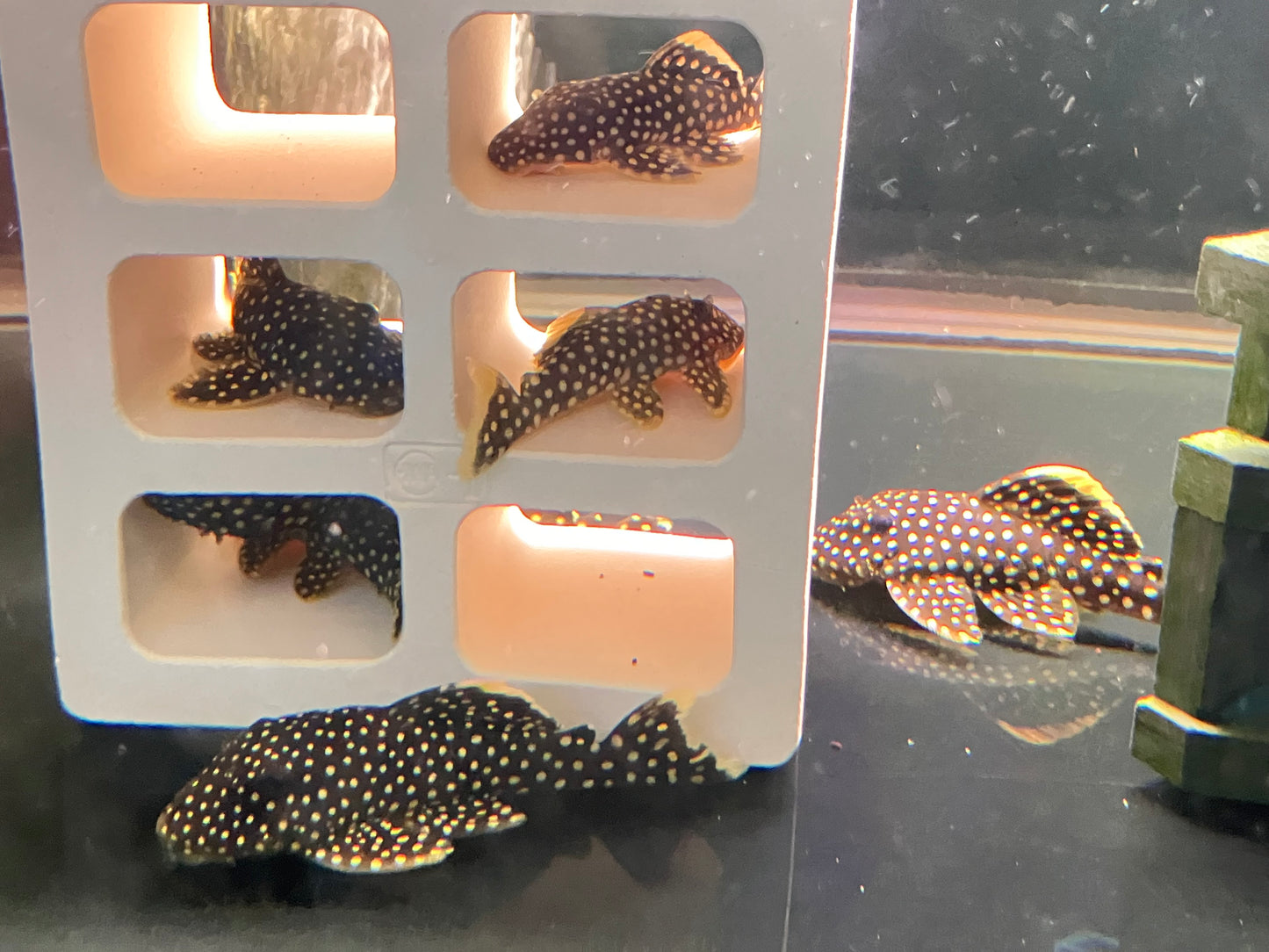L18 Golden Nugget Pleco 2-3"