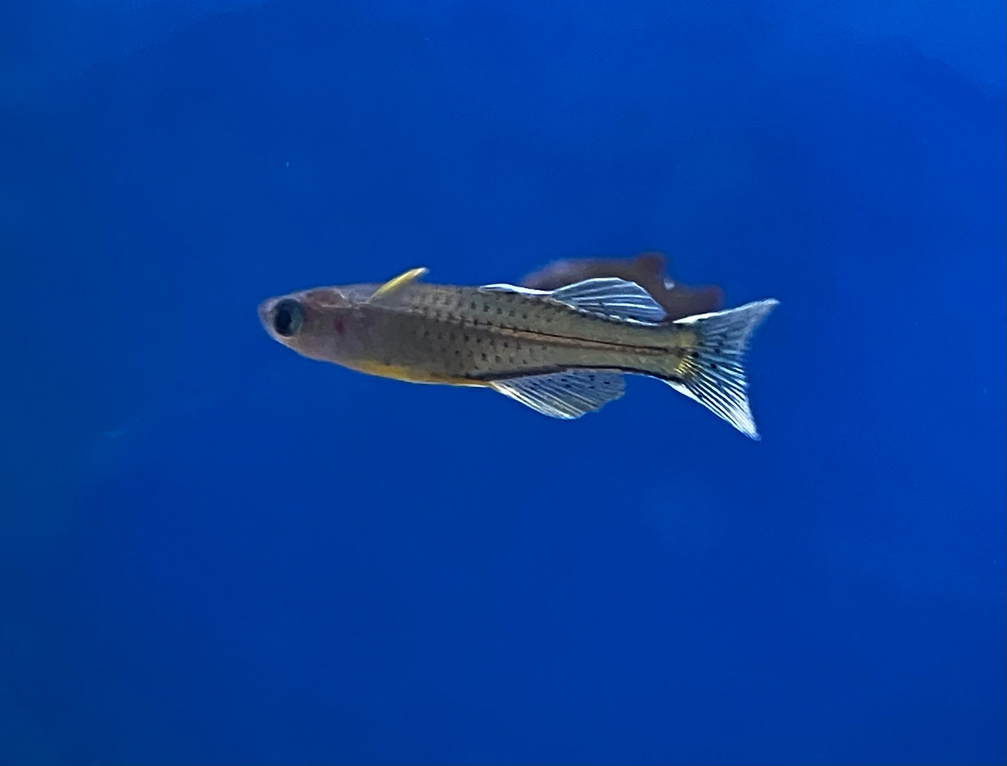 Gertrude’s Spotted Blue Eye Rainbowfish (3-Pack)