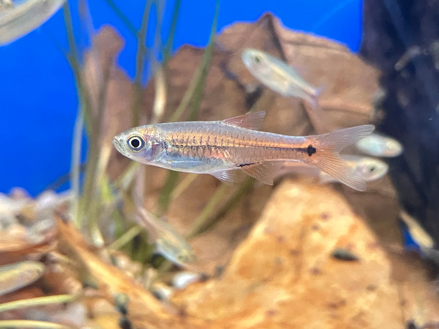Red Cherry Rasbora (Rasbora lacrimula) 1” (6-Pack)